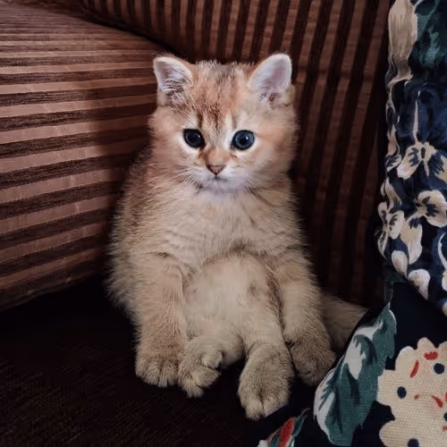 Item #85779533797330856680551245112287399753979626451492036541087858580589914357761 Media