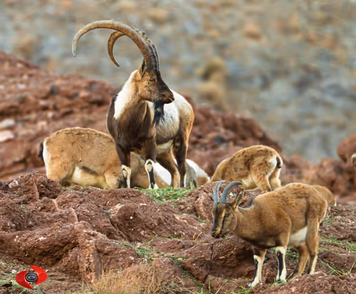 2468119463308914702005443652102614178506533567319377457804557002071942889473