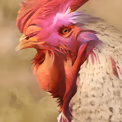 rooster
