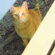 32359779773585669701119117670920865305178916867741003057174340033877188280321