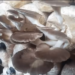 mushroom