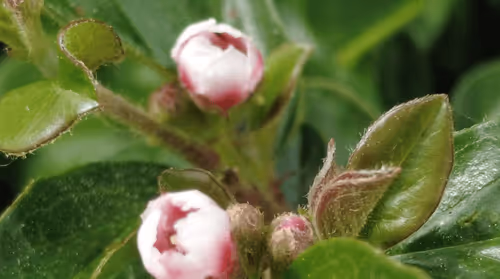 Item #98679578177621649628089872010712381059223698631184272161596299632258993618945 Media