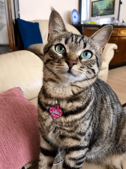 Item #87230644132242042715110404335498554471483528932516350554011268136033604075521 Media