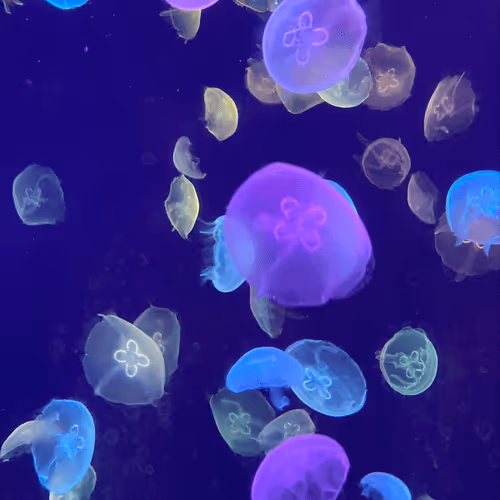 Untitled Collection #77452213