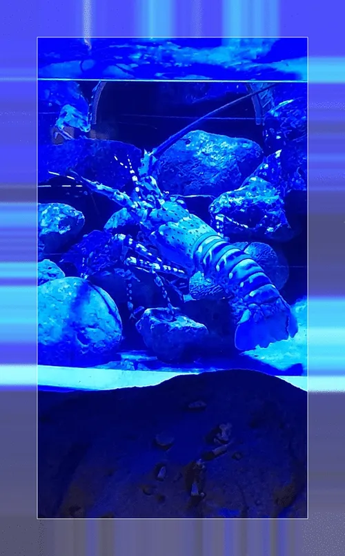 Item #112046021033654007241005822439757220181591102796162182186879994013599722897409 Media