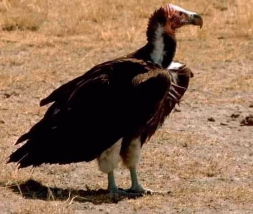 Item #66468032716405254290731680136244843523653854609959957521275711059559446478849 Media