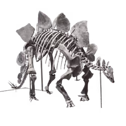 Stegosaurus