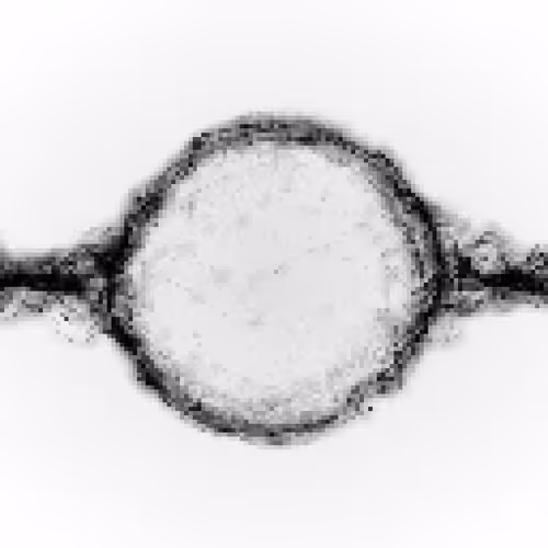 Item #71340293854593644448809437056994947273806785635564671615862603726551907303425 Media