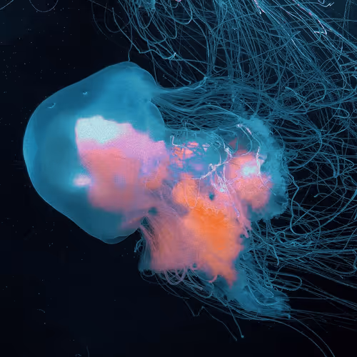 Underwater Silence
