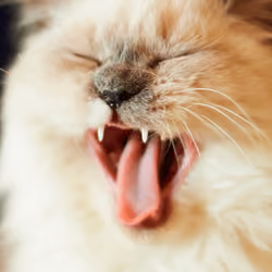 Don't yawn #15