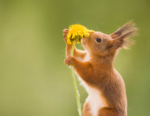 Item #41723246610632705543282218396403645401617984070439185990108432301900550897665 Media