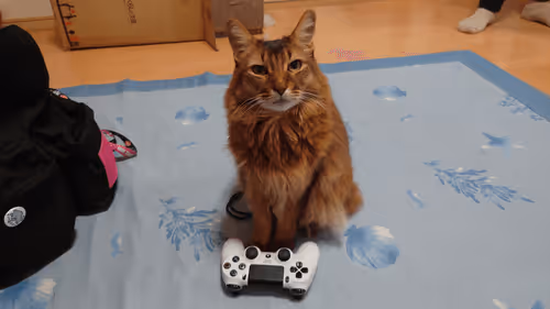 Item #88680272721371285934501562988049178859599418492822572919113237400388473192449 Media