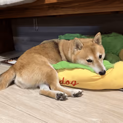 Blockchain Shiba inu #36