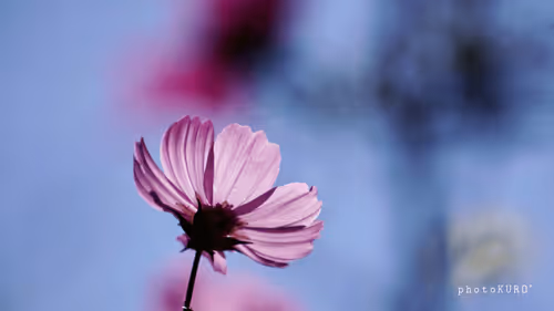Cosmos