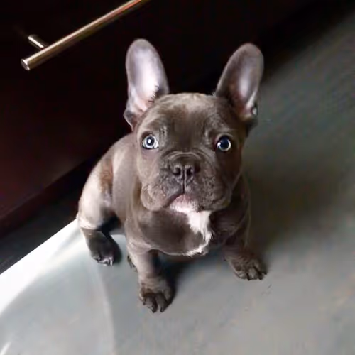 Item #99031261785432219130552668818269695456905868997165113515571762317052207955969 Media