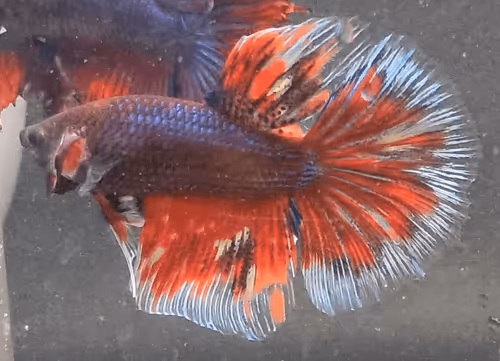 Item #76093963924936973222684762009084726555674488189040824510729450756006393937921 Media