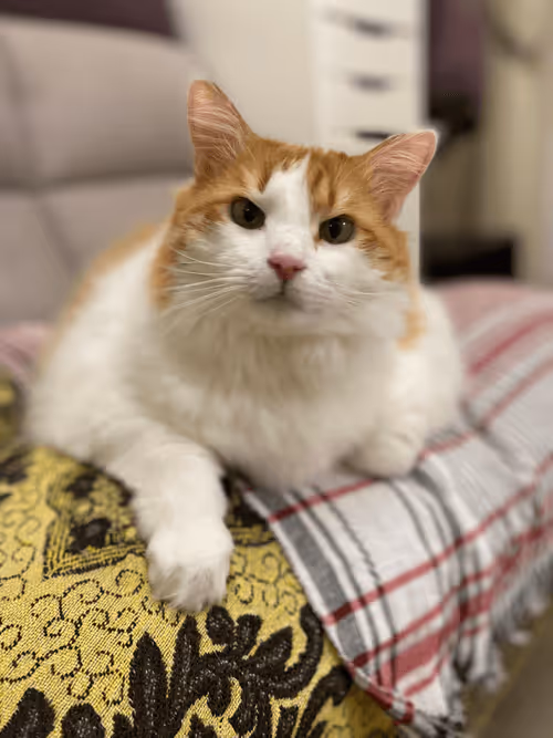 Item #105712310517314990661329753097600241361059820669069534671337085980041946333185 Media