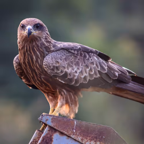 Item #73038095633252803399903762573392179492795608367001791011132003582354921619457 Media