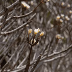 105679162715773690367894814568251153202929894369313826483118647808106625499137