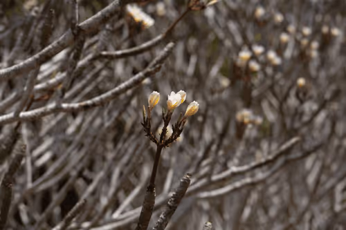 Item #105679162715773690367894814568251153202929894369313826483118647808106625499137 Media