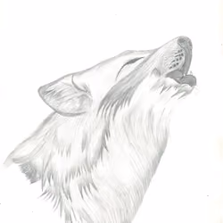A Wolf