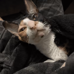 cat tired