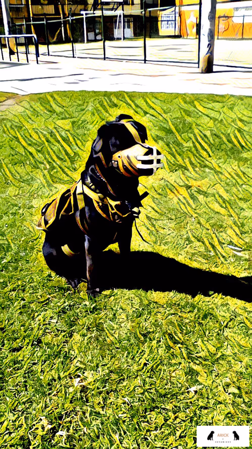 Item #10567450016853403337930259676618451783682953632793231315200837922888060239873 Media