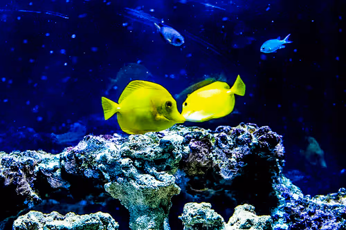 Item #55297223282317197917185791022658401724226762533250968792427961446573117800449 Media