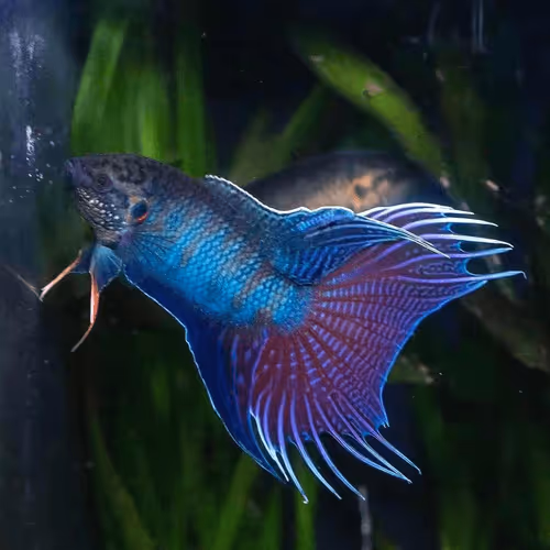 Item #81032937518726781130427896739408939347327063862450356405897967526028966363137 Media