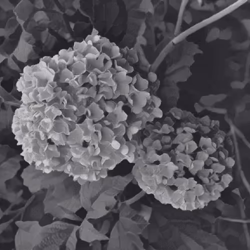 Item #43190579806433981010774040212734353374582811192863113586455236124304188899329 Media