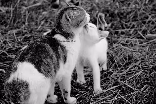 Item #109314977191886782676011847757927113606558137788389386484492069514978151890945 Media