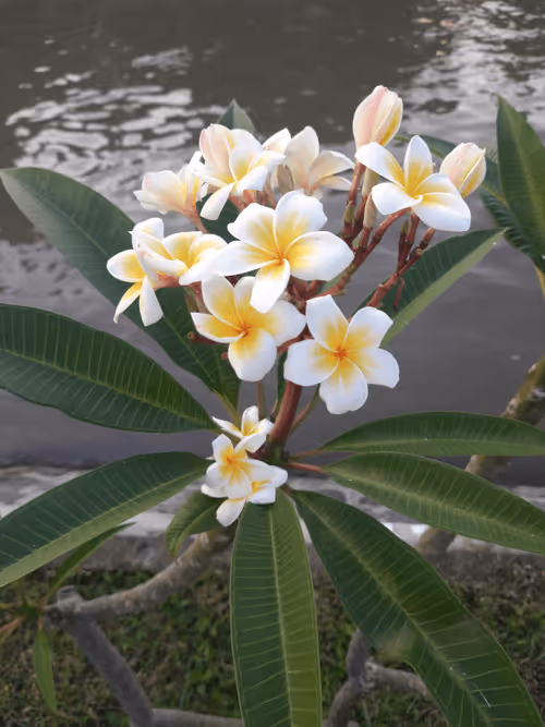 Item #78774018974347764357765192518377150739749637856503949941232678383089214291969 Media