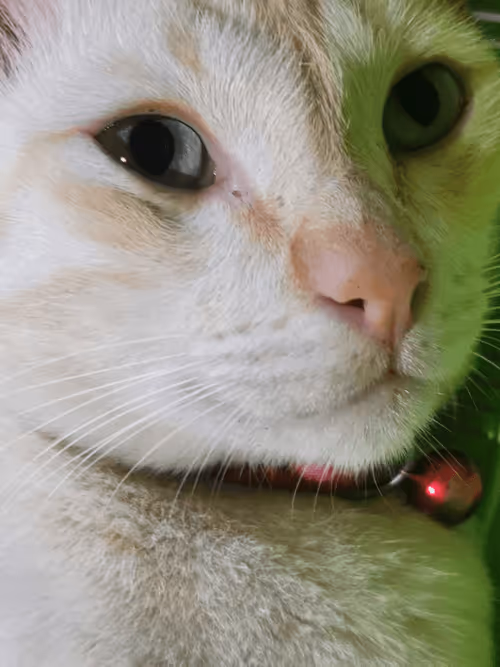 Item #45172585335081813343644153314495358007196078945782785289910377735884103483402 Media