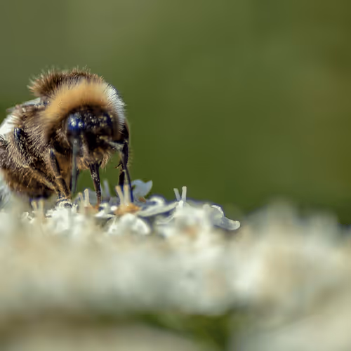 Item #102458927918199709241975540615932782382390740094903184465142341291717290885121 Media