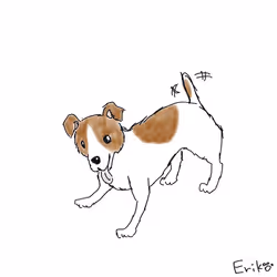 Jack Russell Terrier #02
