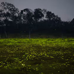 109162157552346088047496633038404394118504199992061596446112929398421989621761