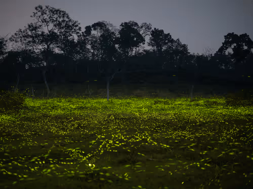 Item #109162157552346088047496633038404394118504199992061596446112929398421989621761 Media