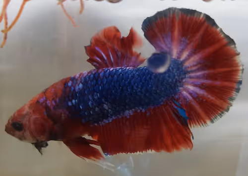 Item #76093963924936973222684762009084726555674488189040824510729450734016161382401 Media