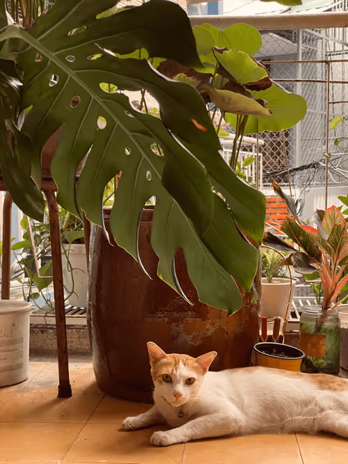 Item #113456779309228220595491703901513714207185042973443869014732734346674781028353 Media