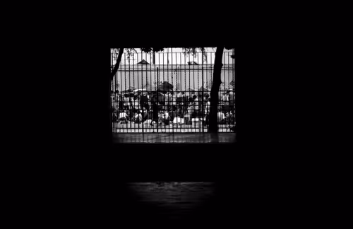 Item #51713688371441963364437702174856036377289266459238350910638525341643155963905 Media