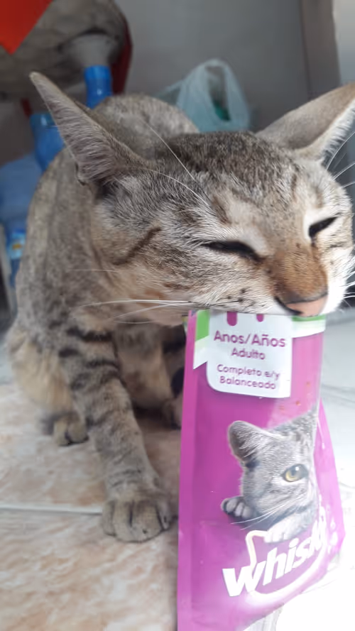 Item #4206968959528382267850550168117913088191590325513865346546053383544109006849 Media