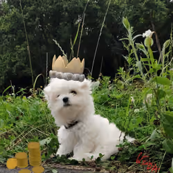 Odie - lucky talisman.