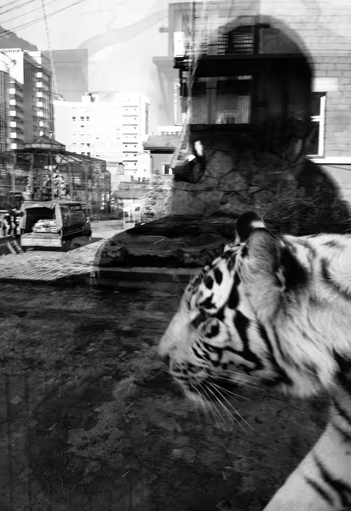 Item #48582175902660253739567181783807763023013925201969392418370611522510058946561 Media