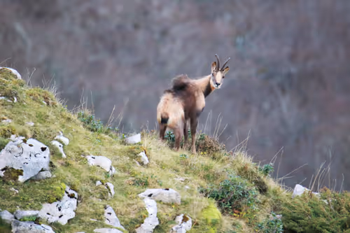 Item #61601413983432262200822046408210296549184035160504594584973518306184733392996 Media