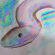 51322990620910470800652163030028881768260809798936919353928885941520746676228