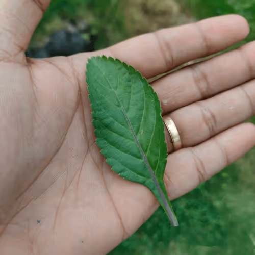 Item #31081804352330578596568685091517160537930858517835942894700269935037150920705 Media