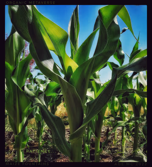 Item #3787080761074609709675817509753112159059746763483256848434353817281152155649 Media