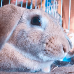 #009 Rabbit Moco close