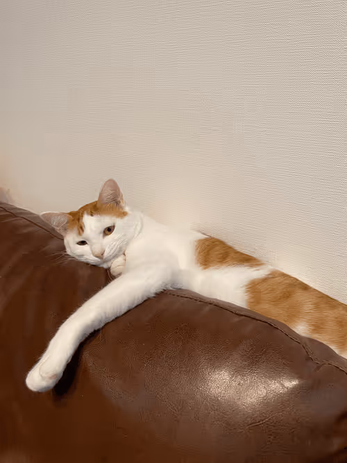 Item #57432309319676179700798702069366385585354272226932054472084541934238311645185 Media