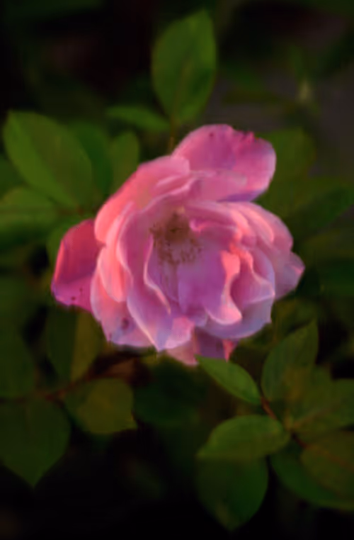 Item #56943947837122673731930897750220814689639948529564795848618456959455328206849 Media